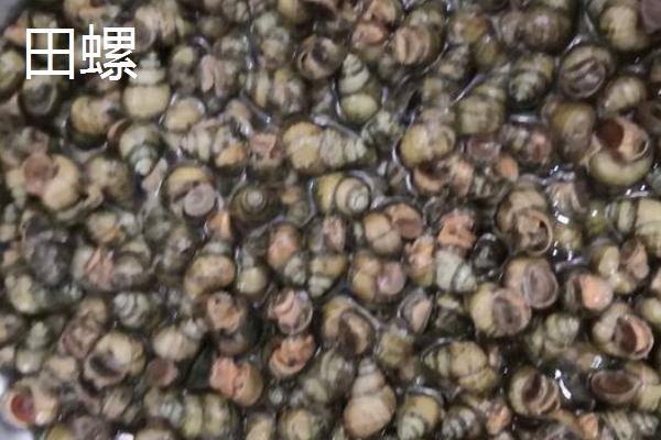 好吃的淡水螺有哪些品种，包括田螺、石螺、青蛳等种类