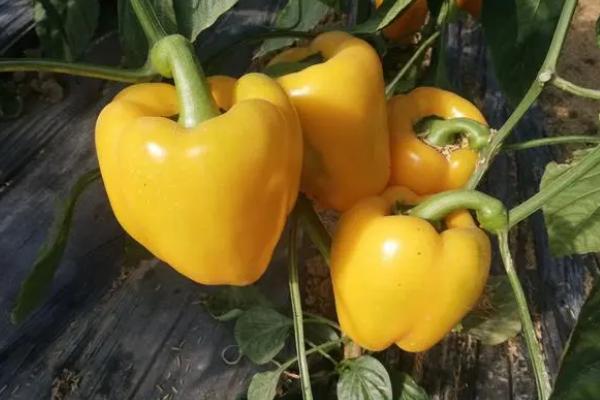 彩椒怎么种，需控制好温度和湿度