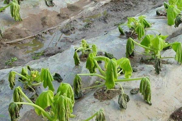 瓜类作物茎基部频繁开裂的原因，过量使用氮肥会降低表皮韧性、导致茎秆开裂