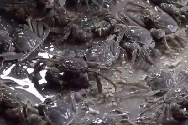 河蟹暂养的死亡原因，河蟹质量差会导致
