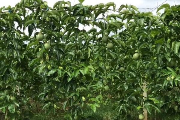 百香果如何施肥，通常是用有机肥和微生物菌肥