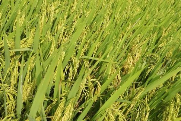绿粳515水稻种子特征特性，大田每亩施纯氮17－18千克