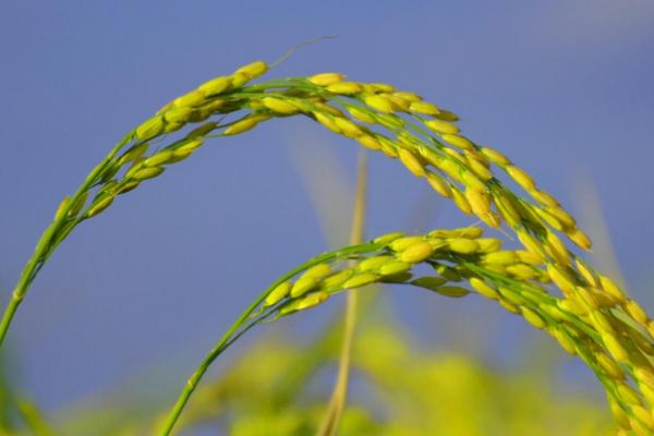 焦粳52107水稻种子介绍，全生育期为149.6天