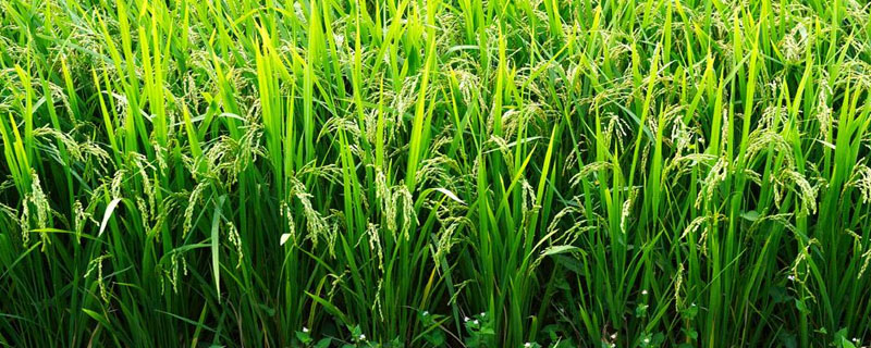 弋粳20水稻种简介，全生育期为134.0天