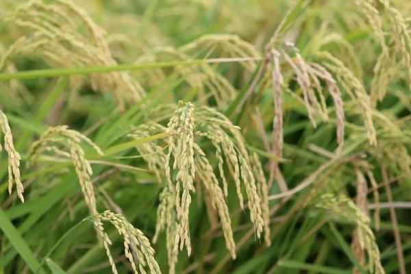恒祥糯10号水稻种简介，每亩尿素10千克并加拌除草剂
