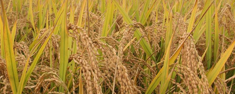 秱S水稻种子特征特性，在福建沙县4月21日播种