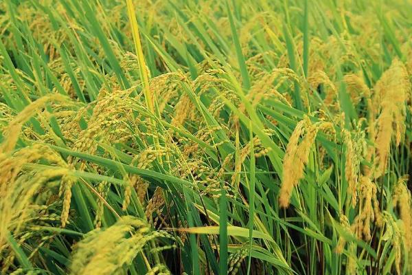 永乐10号水稻种子特点，在重病区需强化稻瘟病防治