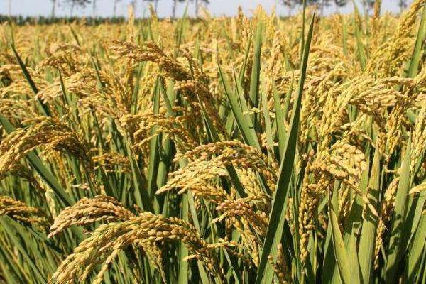 恒祥糯10号水稻种简介，每亩尿素10千克并加拌除草剂