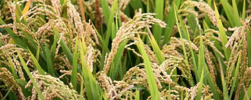 秋杰S水稻种子简介，在福建泉州4月27日播种