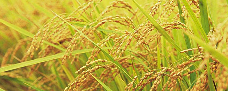 茂香A水稻种子特征特性，每亩用量16克左右