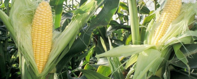 SC1336玉米种子特征特性，综合防治病虫害