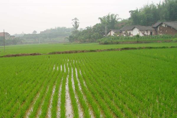 珍乡优211水稻种子特征特性，全生育期118.0天