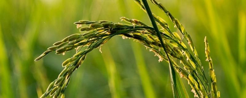 五优386水稻种子介绍，注意及时防治病虫害