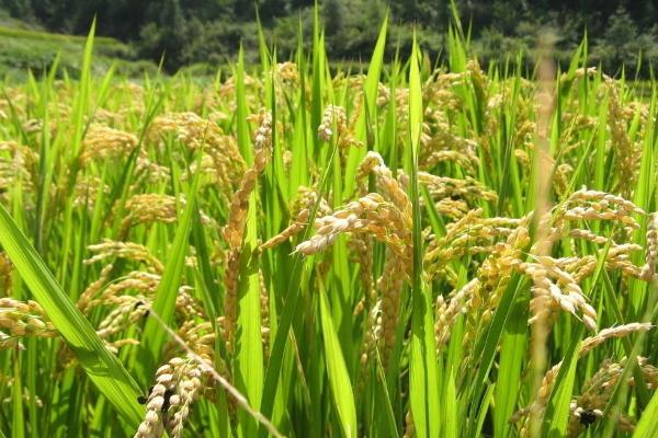 N两优501水稻种子简介，秧田播种量12.5公斤左右