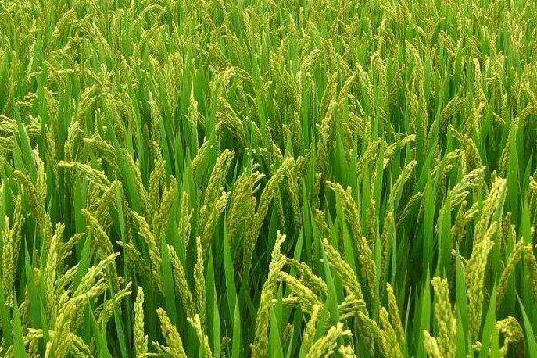 谷优9709水稻品种的特性，及时做好病虫害防治