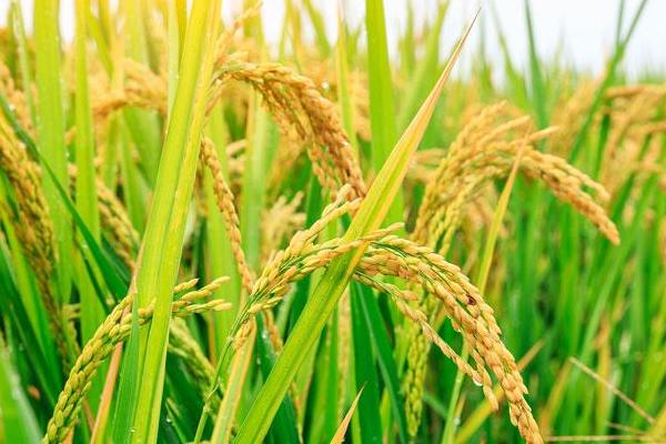 N两优501水稻种子简介，秧田播种量12.5公斤左右