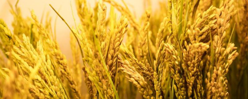 清优308水稻品种的特性，每亩有效穗数19.7万