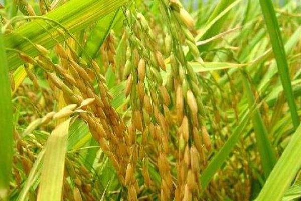 清优308水稻品种的特性，每亩有效穗数19.7万