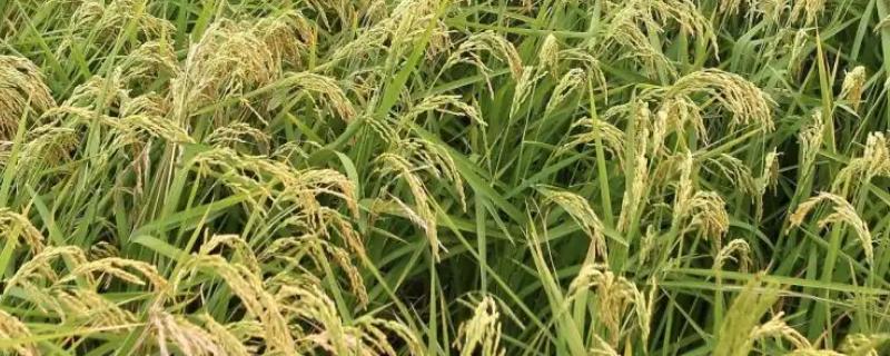 明1优明占水稻种子简介，每亩有效穗数15.3万