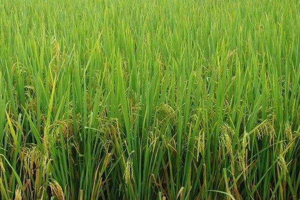 清优粤禾丝苗水稻品种的特性，注意及时防治病虫害