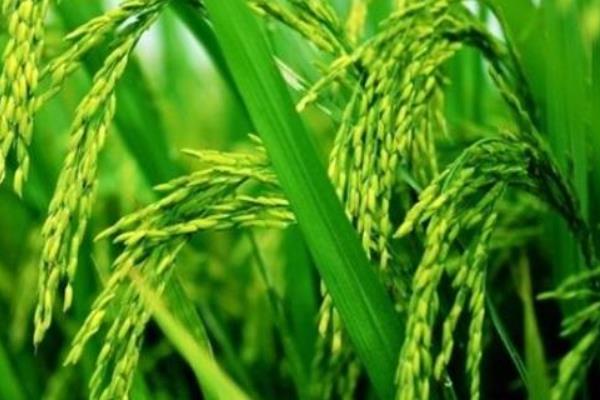 东联早2号水稻种简介，每亩有效穗数20.5万