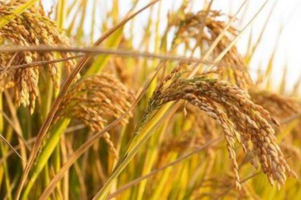 元两优919水稻种子简介，每亩有效穗数18.4万