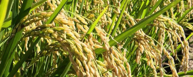 珍乡优211水稻种子特征特性，全生育期118.0天