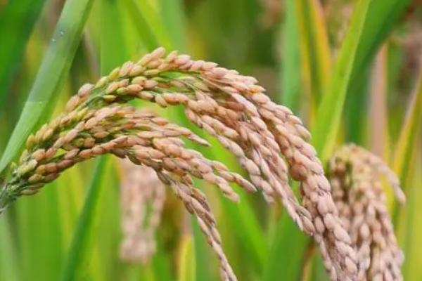 钢两优167水稻品种的特性，4月中旬至5月上中旬播种