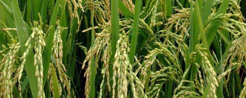 桔两优623水稻种简介，5月中旬播种