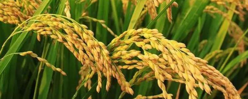 泰乡优德玉水稻品种简介，6月15-20日播种