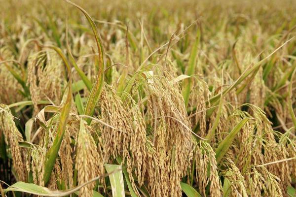 五乡优208水稻种子简介，该品种株型适中