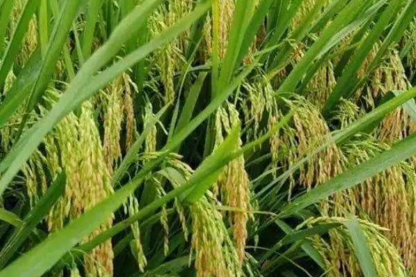 五乡优208水稻种子简介，该品种株型适中