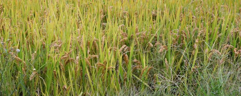 广秀两优华占水稻种简介，6月20-25日播种