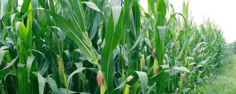 山农212玉米种子特征特性，春播生育期118天