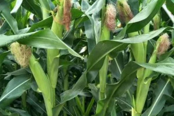 种星青贮178玉米种子特征特性，适宜密度为每亩4500株左右