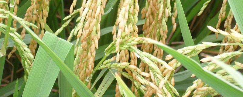 井冈软粘水稻种子特征特性，该品种株型紧凑