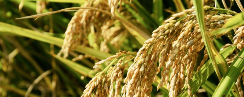 晖两优8612水稻种子简介，6月20-25日播种
