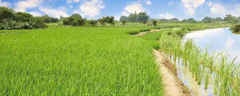 昌两优丝苗水稻种子特征特性，秧田播种量每亩10公斤