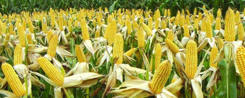 邦糯1号玉米种子特点，适宜密度为每亩4000株左右