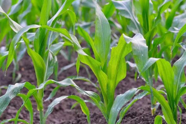 邦糯1号玉米种子特点，适宜密度为每亩4000株左右