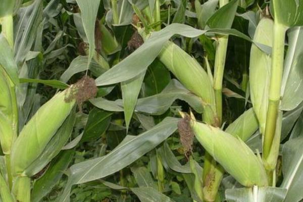 禾玉604玉米种子特征特性，夏播青贮生育期103天