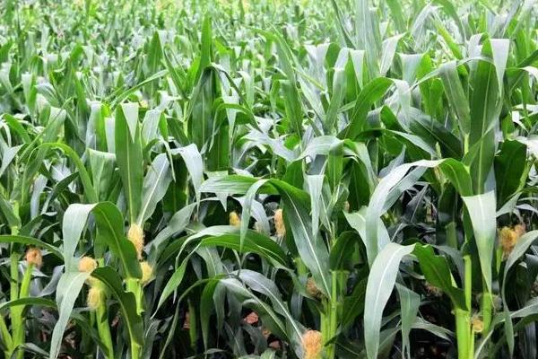 京农玉658玉米种子特征特性，适宜密度为每亩5000株左右