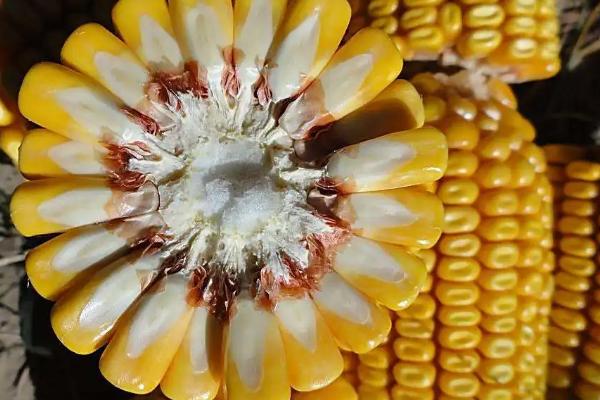 菏玉189玉米品种简介，适宜密度为每亩5000株左右