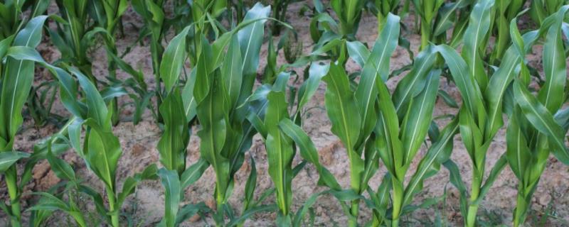 秋田166玉米品种的特性，适宜密度为每亩5500株左右