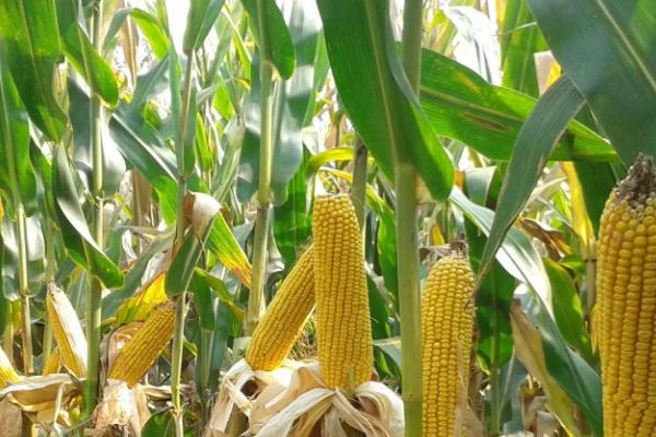 京农玉658玉米种子特征特性，适宜密度为每亩5000株左右