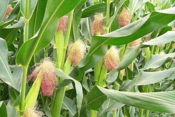 秋田166玉米品种的特性，适宜密度为每亩5500株左右