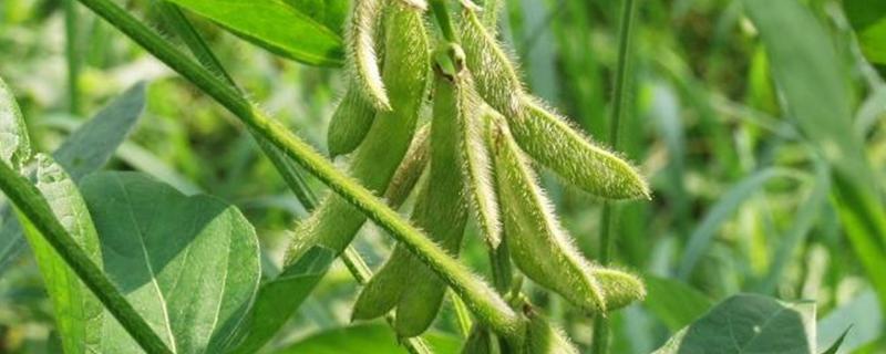 丰豆6号大豆种子特征特性，适宜播期为6月10～25日
