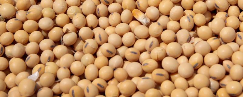 菏豆39大豆种子介绍，适宜播期为6月10～25日