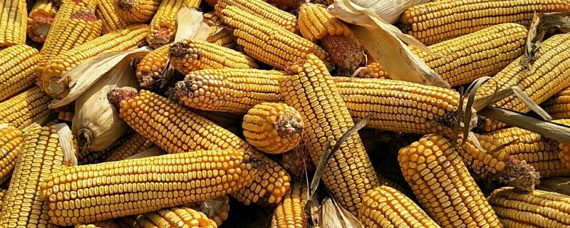 郑原玉986玉米种子介绍，大喇叭口期防治玉米螟虫
