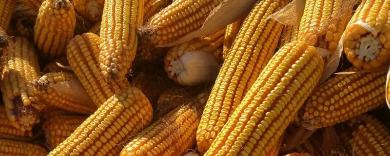 成玉7211玉米种子特征特性，防治玉米螟虫